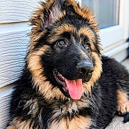 Luna joined the competition — help win amazing prizes! dog, puppy, german_shepherd, fluffy, tongue_out, outdoor, pet, canine, closeup, fur, cute, animal, resting, young_dog, happy, portrait, ears_up, side_view, sunlight, background_blur