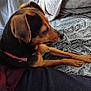 dog, pet, collar, blanket, furry, resting, indoor, cozy, fur, animal, side_view, brown, black, canine, soft_texture, relaxed, laying_down, person_partial, clothing, home
