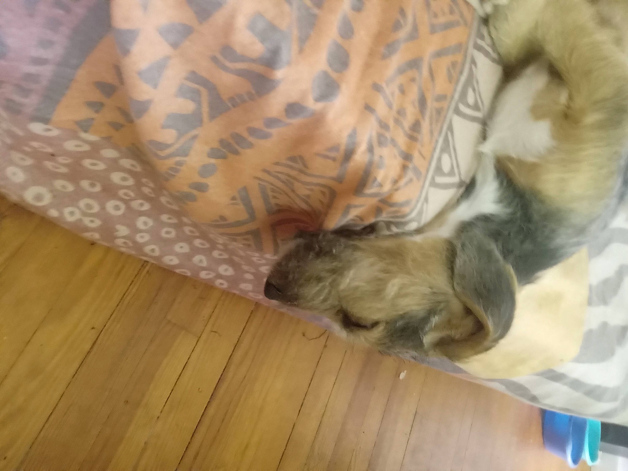 Onyx a rejoint le concours — aidez-le/la à gagner de superbes lots ! canidae, carnivore, comfort, companion_dog, dog, dog_breed, fawn, felidae, flooring, fur, hardwood, pattern, paw, small_to_medium_sized_cats, sporting_group, tail, whiskers, wood, wood_flooring, wood_stain