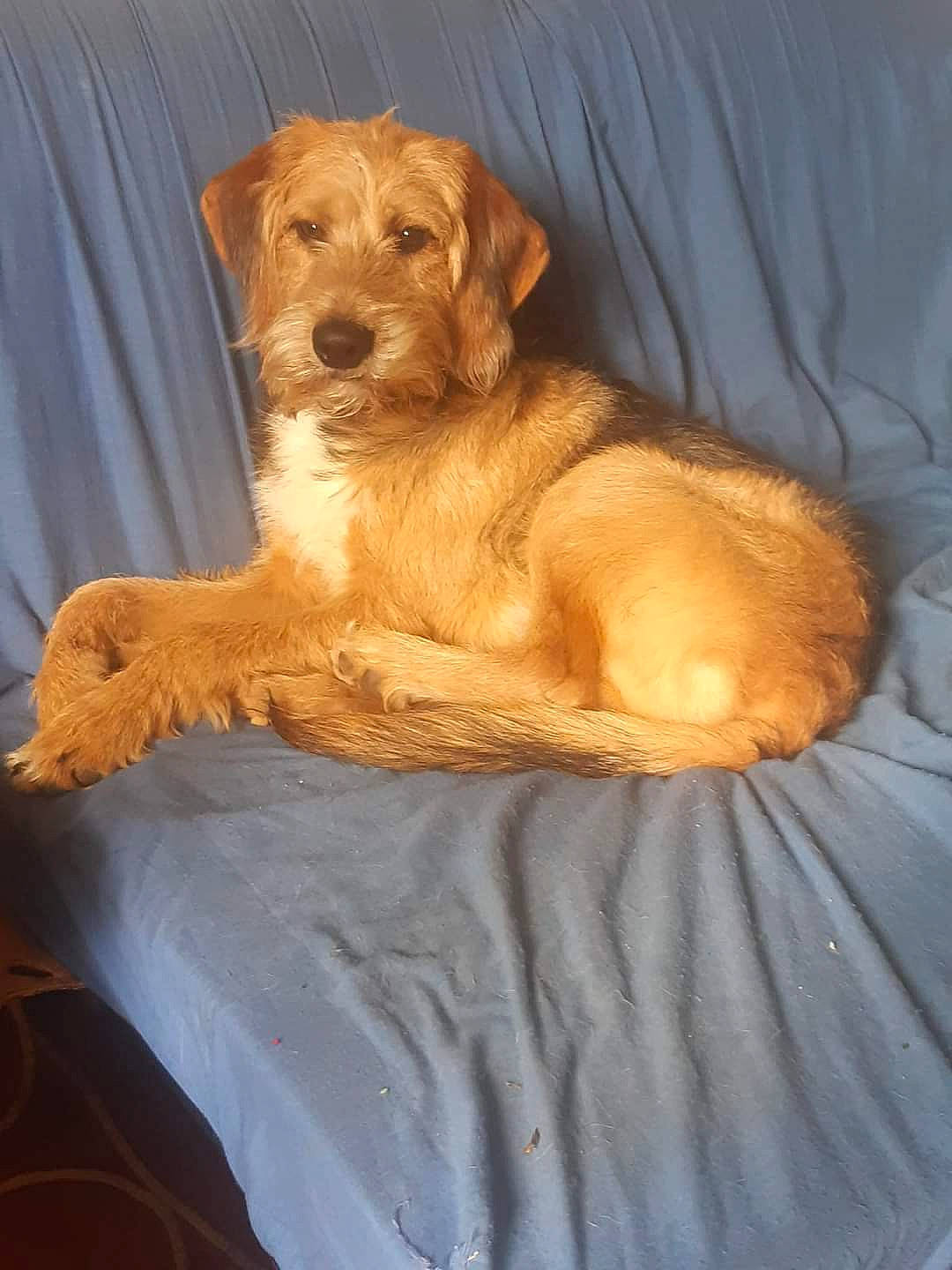 Onyx participe au concours pour gagner de l'argent avec cette photo : canidae, carnivore, comfort, companion_dog, curtain, dog, dog_breed, dog_collar, dog_supply, fawn, liver, paw, pet_supply, retriever, snout, sporting_group, terrestrial_animal, whiskers, wood, working_animal