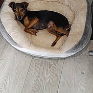 Kinette a rejoint le concours — aidez-le/la à gagner de superbes lots ! animal, black, brown, calm, companion, cozy, cute, dog, domestic, floor, fur, indoor, laying_down, pet_bed, relaxed, resting, sleeping_area, small_dog, tan, wooden_floor