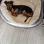 animal, black, brown, calm, companion, cozy, cute, dog, domestic, floor, fur, indoor, laying_down, pet_bed, relaxed, resting, sleeping_area, small_dog, tan, wooden_floor