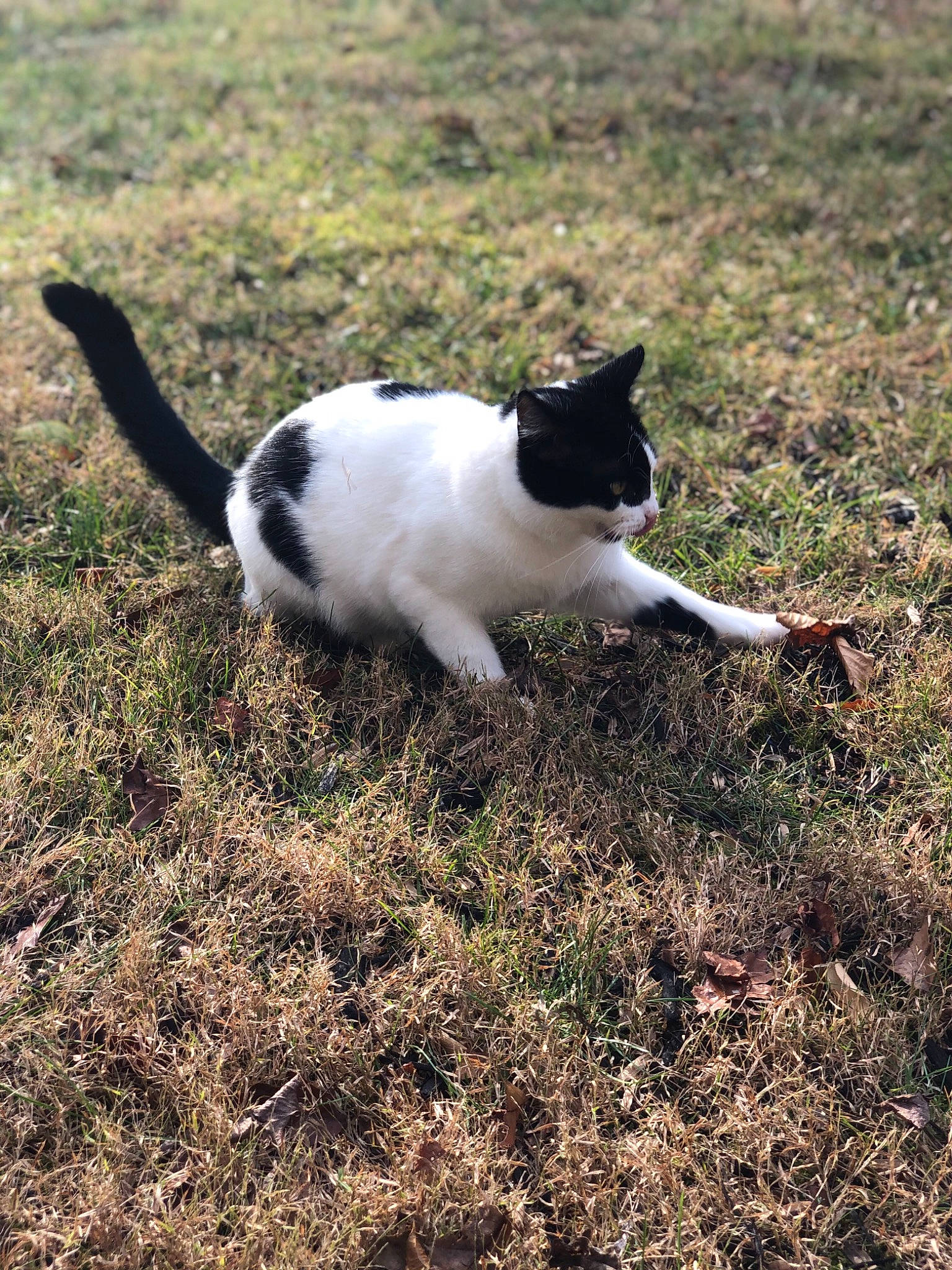 Renee joined the competition — help win amazing prizes! carnivore, cat, felidae, grass, plant, small_to_medium_sized_cats, soil, tail, whiskers