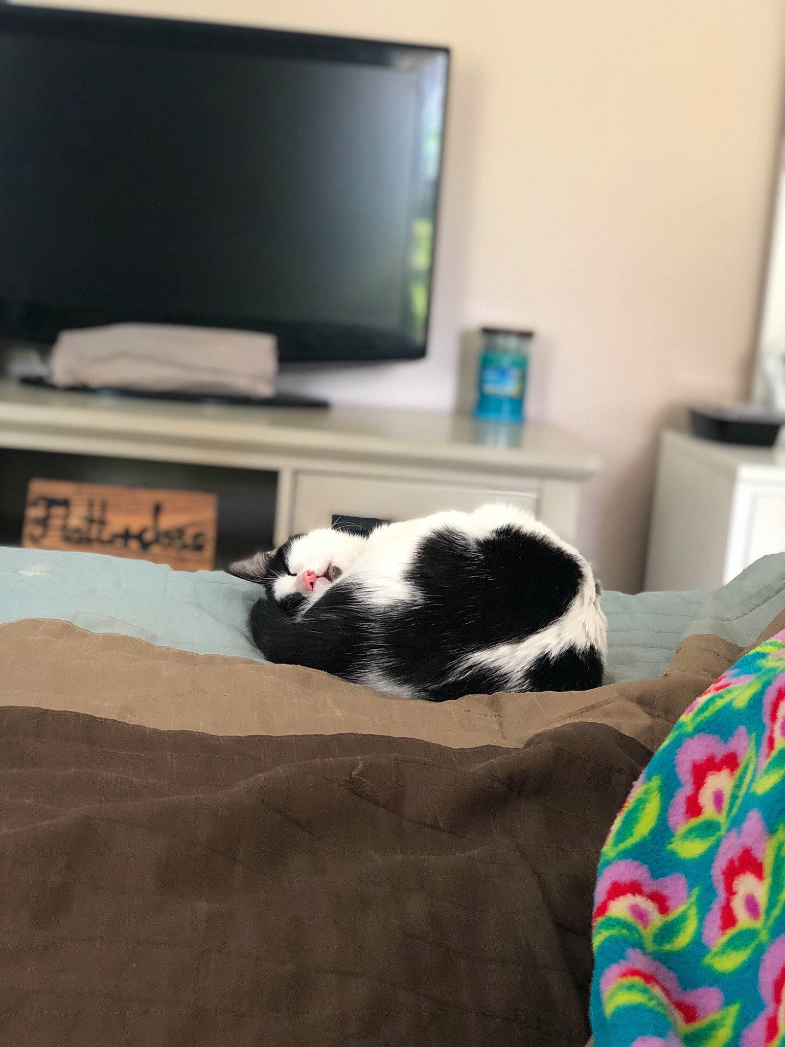 Renee joined the competition — help win amazing prizes! border_collie, canidae, carnivore, cat, felidae, room, small_to_medium_sized_cats, sporting_group, tail, whiskers