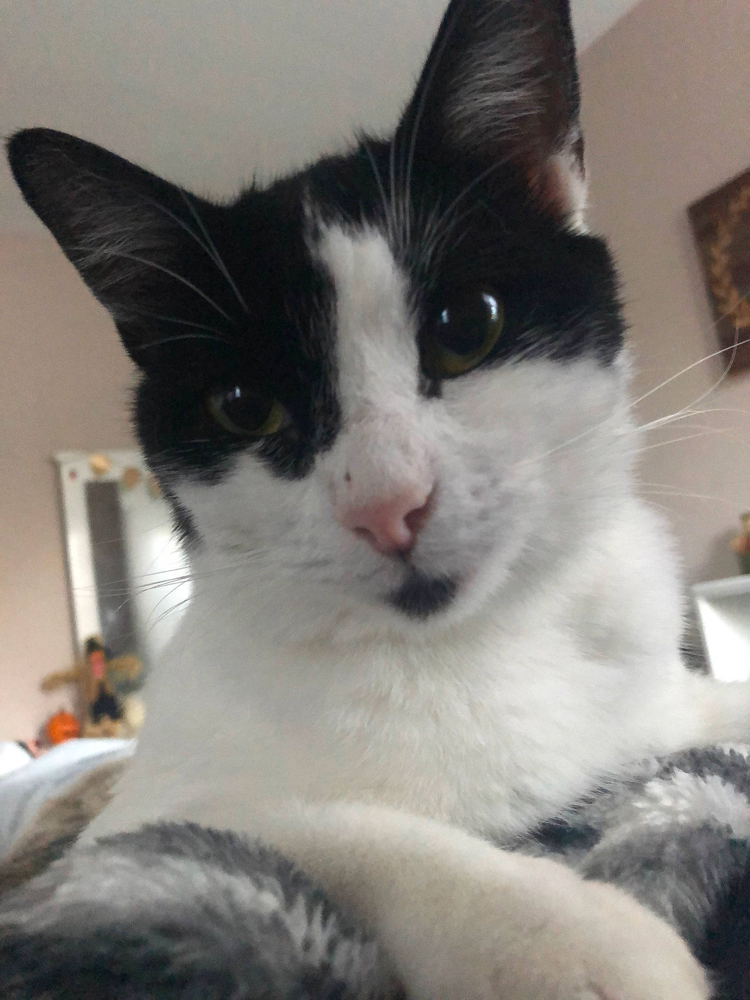 Renee is registered to the contest to win money with this photo: aegean_cat, american_wirehair, black_and_white, carnivore, cat, domestic_short_haired_cat, ear, felidae, fur, japanese_bobtail, kitten, mammal, polydactyl_cat, small_to_medium_sized_cats, snout, turkish_van, whiskers