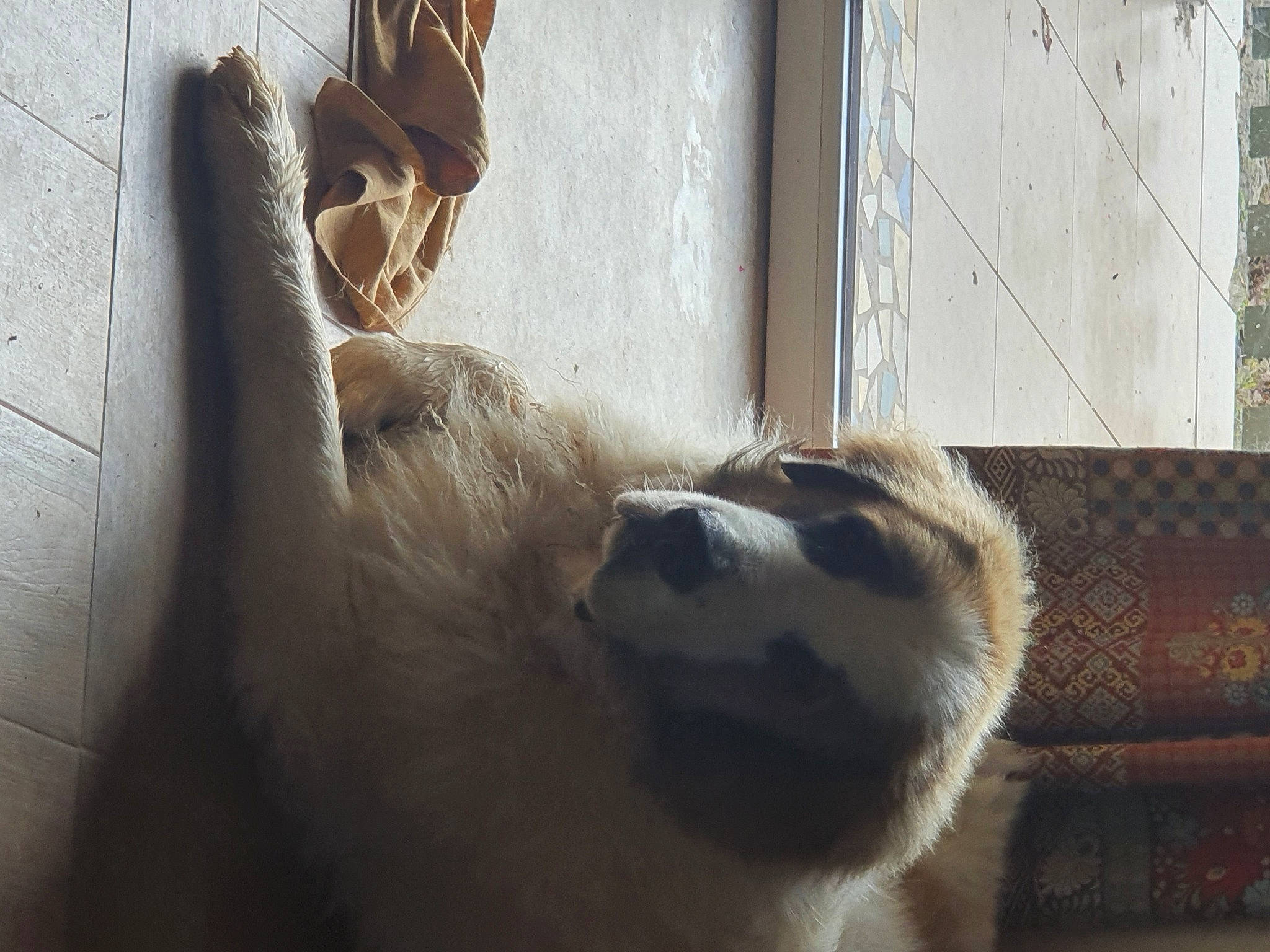 Georges a rejoint le concours — aidez-le/la à gagner de superbes lots ! animal_shelter, canidae, carnivore, companion_dog, dog, dog_breed, door, fawn, felidae, fur, hat, pet_supply, small_to_medium_sized_cats, snout, sporting_group, tail, terrestrial_animal, whiskers, window, wood