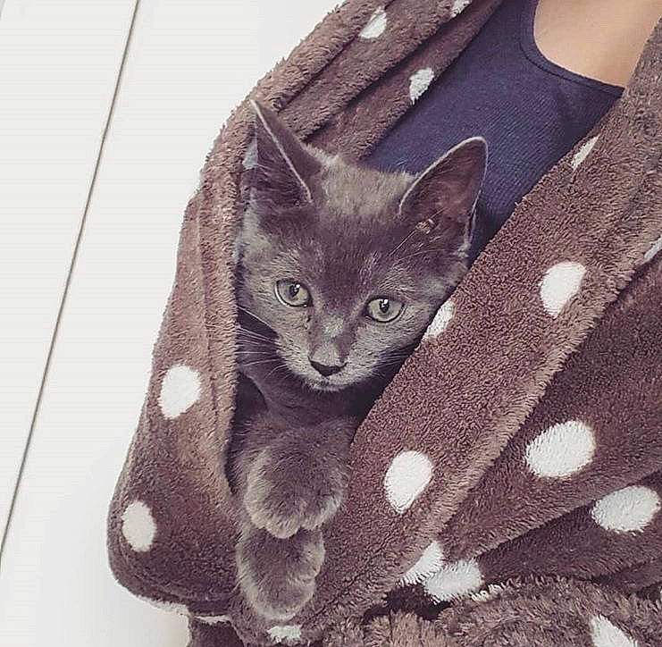 Gripsou a rejoint le concours — aidez-le/la à gagner de superbes lots ! asian, bag, black_cat, carnivore, cat, design, domestic_short_haired_cat, eye, felidae, fur, kitten, korat, russian_blue, small_to_medium_sized_cats, t_shirt, whiskers