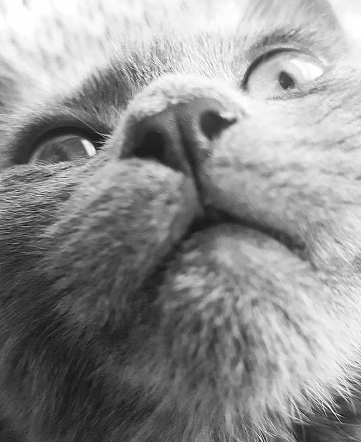 Gripsou a rejoint le concours — aidez-le/la à gagner de superbes lots ! asian, black_and_white, carnivore, cat, close_up, eye, felidae, fur, kitten, mouth, nose, photography, small_to_medium_sized_cats, snout, whiskers