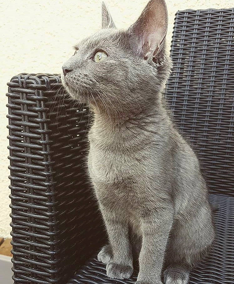 Gripsou participe au concours pour gagner de l'argent avec cette photo : asian, british_shorthair, carnivore, cat, chartreux, domestic_short_haired_cat, european_shorthair, felidae, german_rex, kitten, korat, mammal, nebelung, russian_blue, small_to_medium_sized_cats, vertebrate, whiskers