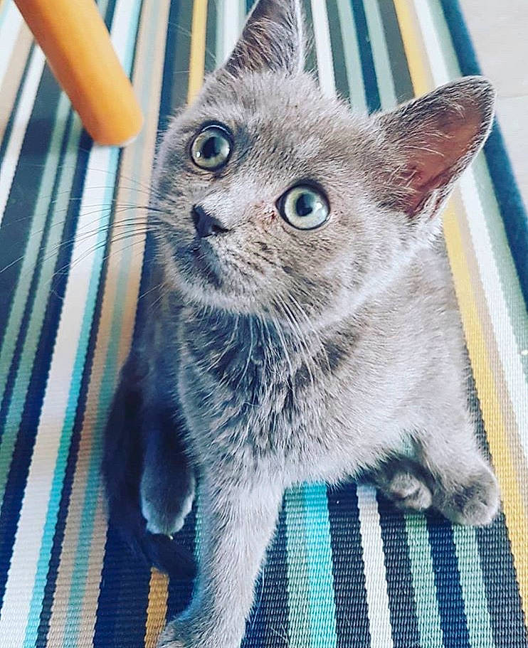 Gripsou a rejoint le concours — aidez-le/la à gagner de superbes lots ! american_shorthair, asian, british_shorthair, carnivore, cat, chartreux, domestic_short_haired_cat, european_shorthair, fawn, felidae, german_rex, kitten, korat, mammal, ojos_azules, russian_blue, small_to_medium_sized_cats, tabby_cat, vertebrate, whiskers