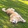 dog, grass, outdoor, animal, pet, sunlight, playful, canine, lying_down, nature, fur, happy, summer, daylight, greenery, mammal, relaxed, tongue, ears, tail