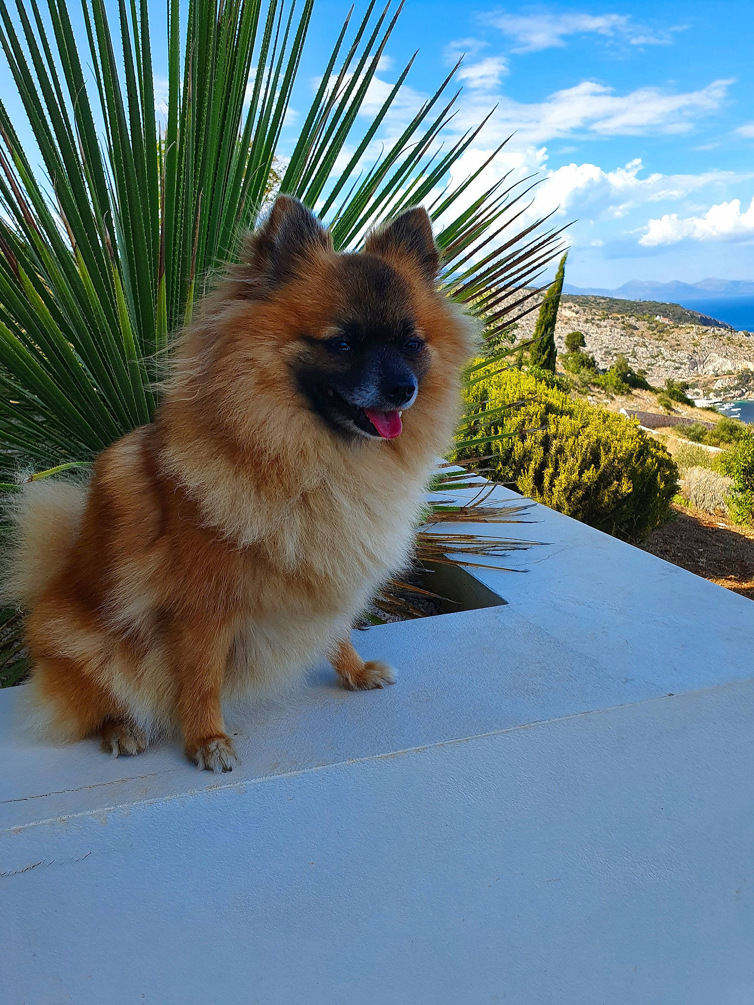 Ola participe au concours pour gagner de l'argent avec cette photo : arecales, canidae, carnivore, cloud, companion_dog, dog, dog_breed, electric_blue, fawn, felidae, german_spitz, german_spitz_klein, german_spitz_mittel, palm_tree, plant, sky, snout, spitz, tree, whiskers