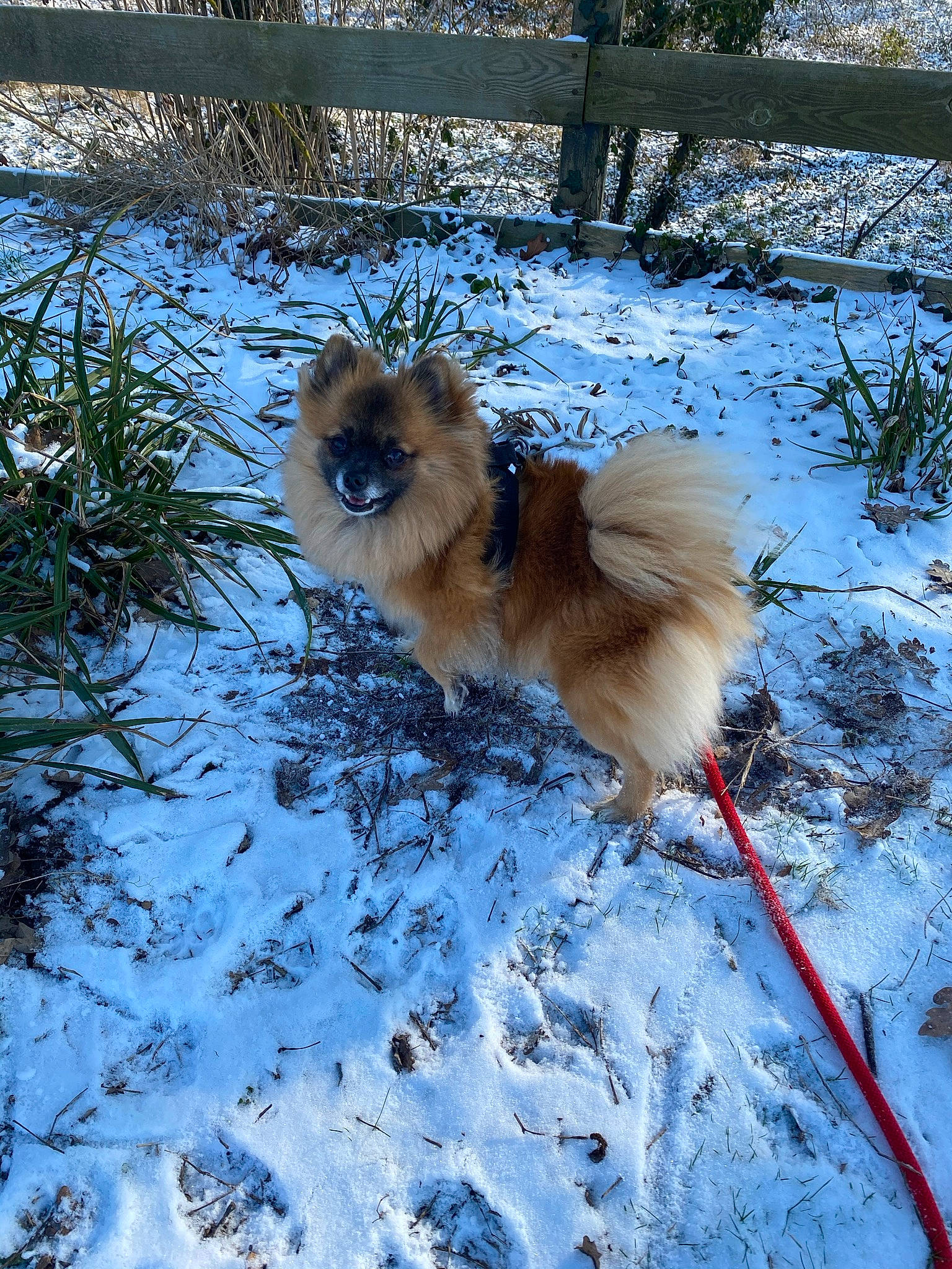 Ola a rejoint le concours — aidez-le/la à gagner de superbes lots ! beak, canidae, carnivore, companion_dog, dog, dog_breed, electric_blue, fawn, freezing, fur, german_spitz_klein, plant, snout, snow, spitz, sporting_group, tail, toy_dog, wildlife, winter