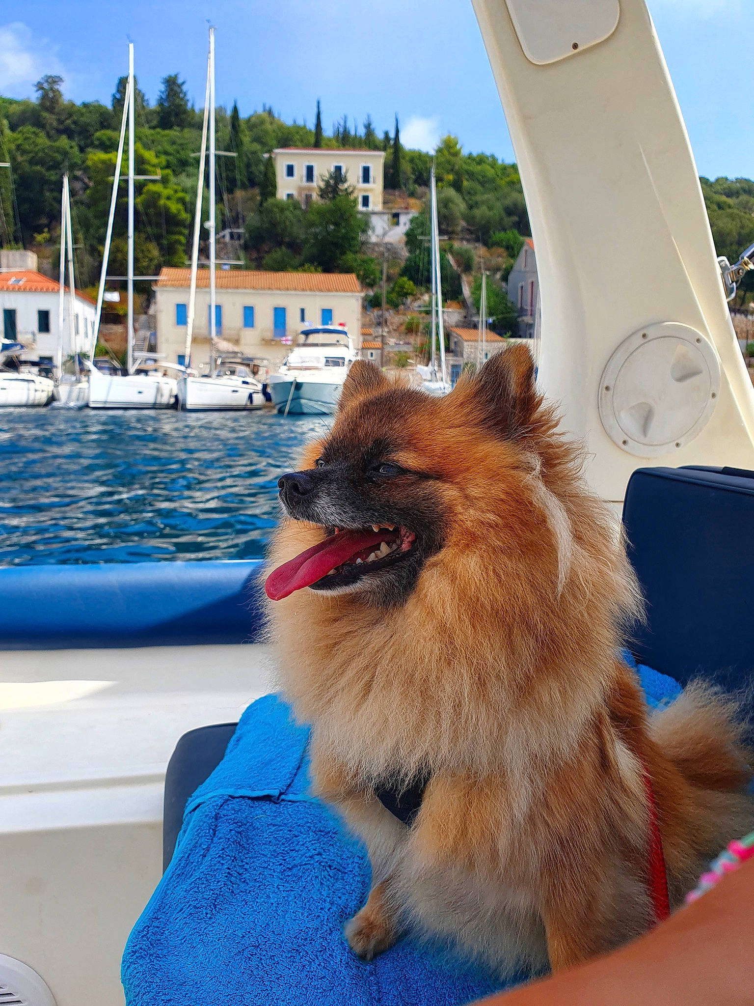 Ola participe au concours pour gagner de l'argent avec cette photo : blue, boat, building, carnivore, cloud, collar, companion_dog, dog, dog_breed, electric_blue, fawn, german_spitz, german_spitz_klein, sky, snout, spitz, summer, vehicle, water, watercraft