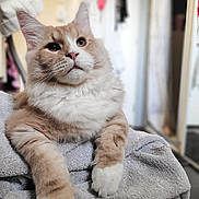 Athos a rejoint le concours — aidez-le/la à gagner de superbes lots ! cat, fluffy, indoor, towel, orange_and_white, pet, animal, feline, soft, cozy, blurred_background, relaxed, paw, whiskers, portrait, cute, domestic, fur, resting, expression