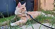 Athos participe au concours pour gagner de l'argent avec cette photo : cat, outdoor, grass, leash, harness, garden, fence, window, house, wicker_basket, wood, pet, animal, relaxed, nature, daylight, side_view, fur, domestic, curious
