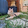 cat, outdoor, grass, leash, harness, garden, fence, window, house, wicker_basket, wood, pet, animal, relaxed, nature, daylight, side_view, fur, domestic, curious