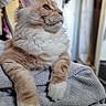 Athos participe au concours pour gagner de l'argent avec cette photo : cat, fluffy, indoor, towel, orange_cat, white_paws, close_up, pet, feline, relaxed, portrait, domestic_cat, whiskers, sitting, animal, cute, soft_texture, fur, side_view, cozy