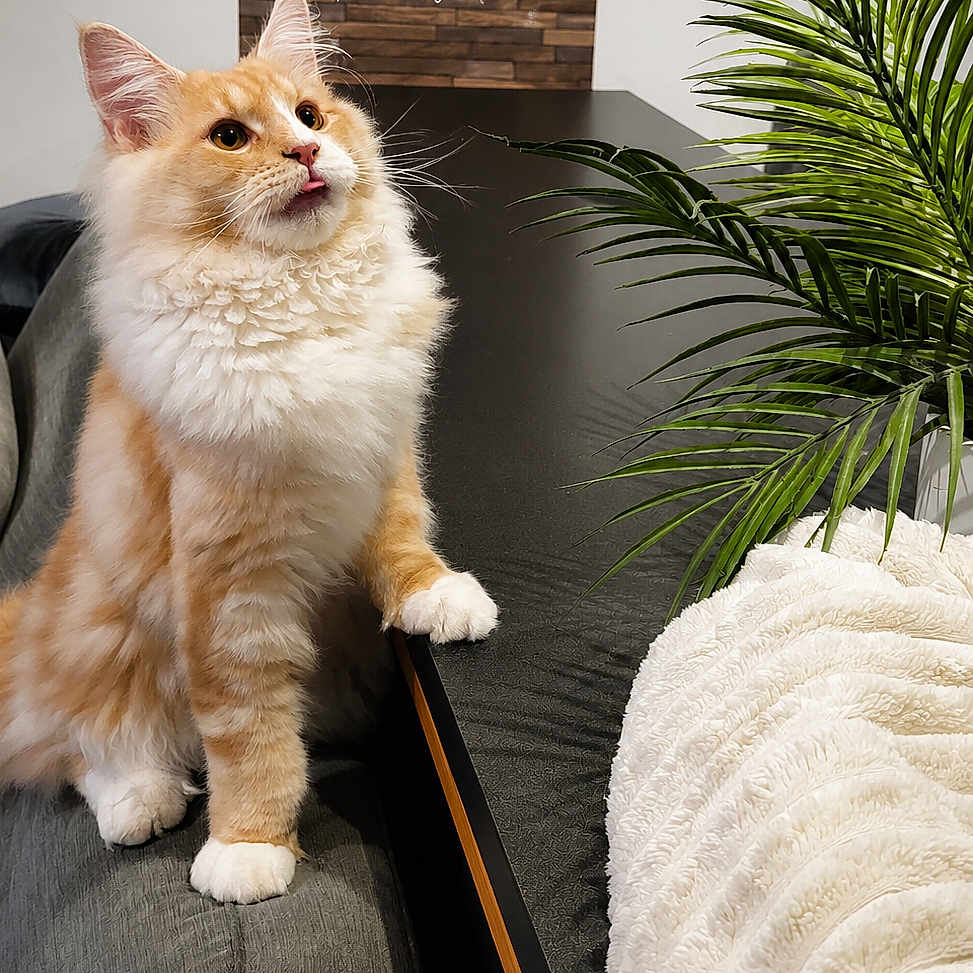 Athos participe au concours pour gagner de l'argent avec cette photo : cat, orange_cat, fluffy_cat, indoor, couch, table, plant, blanket, clock, wooden_wall, fur, paw, pet, animal, curious, cozy, living_room, home_decor, text_overlay, portrait