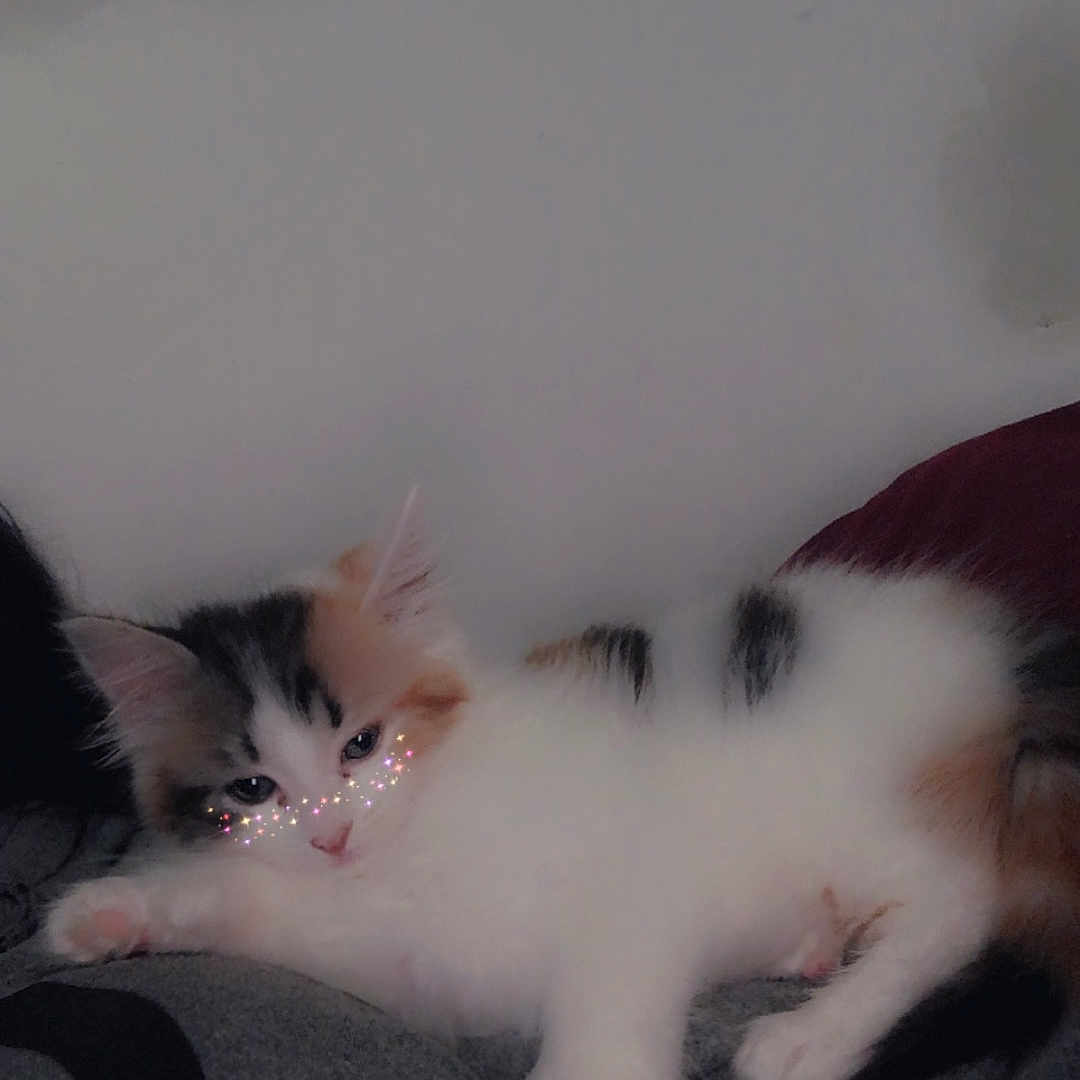 Amelia. joined the competition — help win amazing prizes! abyssinian, angora, animal, cat, couch, furniture, kitten, manx, pet, siamese