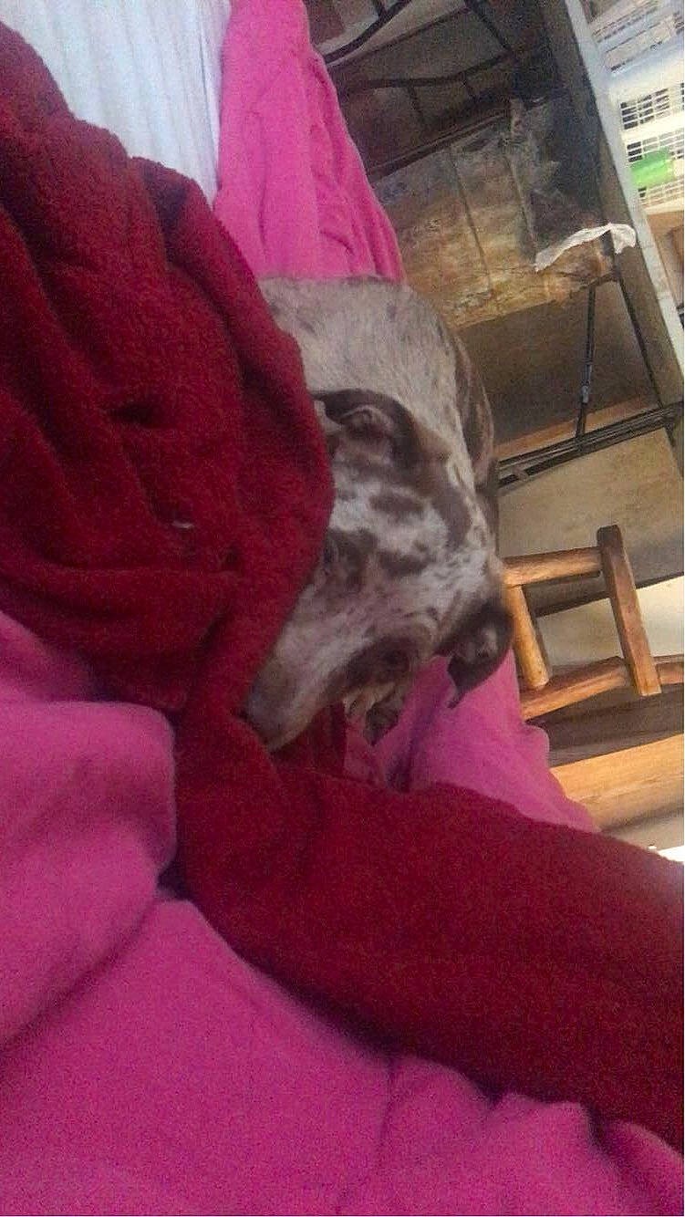 Nova is registered to the contest to win money with this photo: bedding, carmine, comfort, companion_dog, dog_breed, felidae, flesh, flooring, fur, fur_clothing, human_leg, linens, magenta, pink, purple, room, small_to_medium_sized_cats, textile, wood, wool