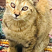 Fox is registered to the contest to win money with this photo: cat, kitten, fluffy, golden, tabby, fur, whiskers, eyes, ears, nose, sitting, portrait, indoors, blanket, knitted, colorful, cozy, pet, animal, long_hair