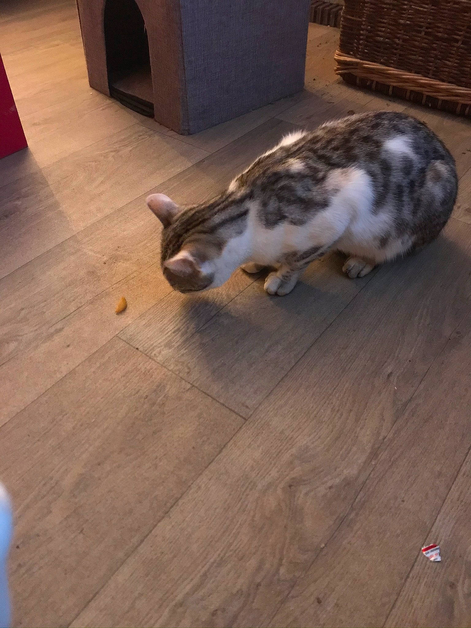 Obiwan a rejoint le concours — aidez-le/la à gagner de superbes lots ! carnivore, cat, fawn, felidae, floor, flooring, hardwood, laminate_flooring, small_to_medium_sized_cats, whiskers, wood, wood_flooring