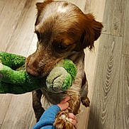 Maya participe au concours pour gagner de l'argent avec cette photo : animal, blue_sleeve, brown_fur, casual, cute, dog, domestic, floor, footwear, hand, holding, indoor, interaction, paw, person, pet, playful, stuffed_animal, toy, wooden_floor