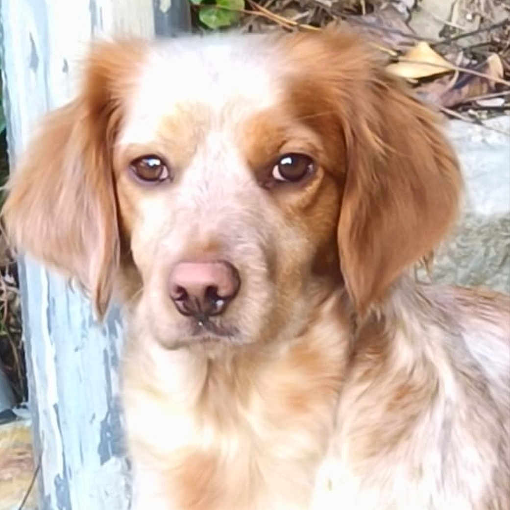 Maya participe au concours pour gagner de l'argent avec cette photo : animal, brown_fur, calm, canine, closeup, daylight, dog, ears, face, fur, leaf, nature, nose, outdoor, pet, portrait, sitting, stone, white_fur, wood