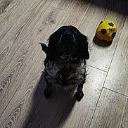 Miss participe au concours pour gagner de l'argent avec cette photo : animal, black_dog, canine, companion, cute, dog, domestic, flooring, fur, home, indoor, looking_up, pet, playful, shadow, small_dog, soccer_ball, toy, white_spots, wooden_floor