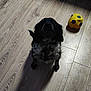 animal, black_dog, canine, companion, cute, dog, domestic, flooring, fur, home, indoor, looking_up, pet, playful, shadow, small_dog, soccer_ball, toy, white_spots, wooden_floor