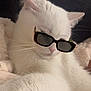 cat, white_cat, sunglasses, pet, animal, feline, relaxed, soft_blanket, indoor, cute, whiskers, ears, fur, portrait, closeup, resting, cozy, sleepy, domestic_cat, cool