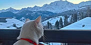 Malya a rejoint le concours — aidez-le/la à gagner de superbes lots ! cat, white_cat, red_collar, balcony, mountains, snow, snowy_landscape, sunset, outdoor, fence, animal, nature, scenery, winter, pet, quiet, view, sky, evening, peaceful
