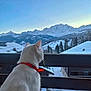 cat, white_cat, red_collar, balcony, mountains, snow, snowy_landscape, sunset, outdoor, fence, animal, nature, scenery, winter, pet, quiet, view, sky, evening, peaceful