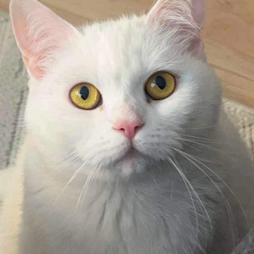 Malya a rejoint le concours — aidez-le/la à gagner de superbes lots ! alert, animal, cat, close_up, curious, cute, domestic_cat, ears, face, feline, fur, house_pet, indoor, looking_at_camera, pet, portrait, soft_fur, whiskers, white_cat, yellow_eyes