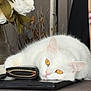 white_cat, cat, pet, feline, animal, laptop, table, flowers, indoor, resting, golden_eyes, fur, cozy, relaxed, zippered_pouch, close_up, domestic_animal, cute, sleepy, houseplant