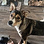 Reese is registered to the contest to win money with this photo: dog, indoor, floor, slippers, crate, pet, brown, black, white, ears, wooden_floor, curious, looking_up, home, cozy, furniture, mat, bowl, water_dispenser, animal
