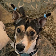 Reese is registered to the contest to win money with this photo: animal, black, blue_bands, brown, carpet, close_up, collar, curious, cute, dog, ears, footwear, household, indoor, looking_up, patterned_rug, paws, pet, snout, white