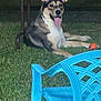 Reese joined the competition — help win amazing prizes! dog, grass, night, plastic_chair, blue_chair, table, orange_ball, pet, animal, tongue_out, happy, outdoor, playful, canine, resting, lawn, household_item, summer, relaxed, domestic_animal