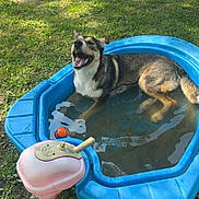 Reese joined the competition — help win amazing prizes! dog, pool, water, grass, outdoor, happy, pet, summer, sunlight, plastic, toy, yard, play, animal, canine, relaxing, daytime, nature, blue, green