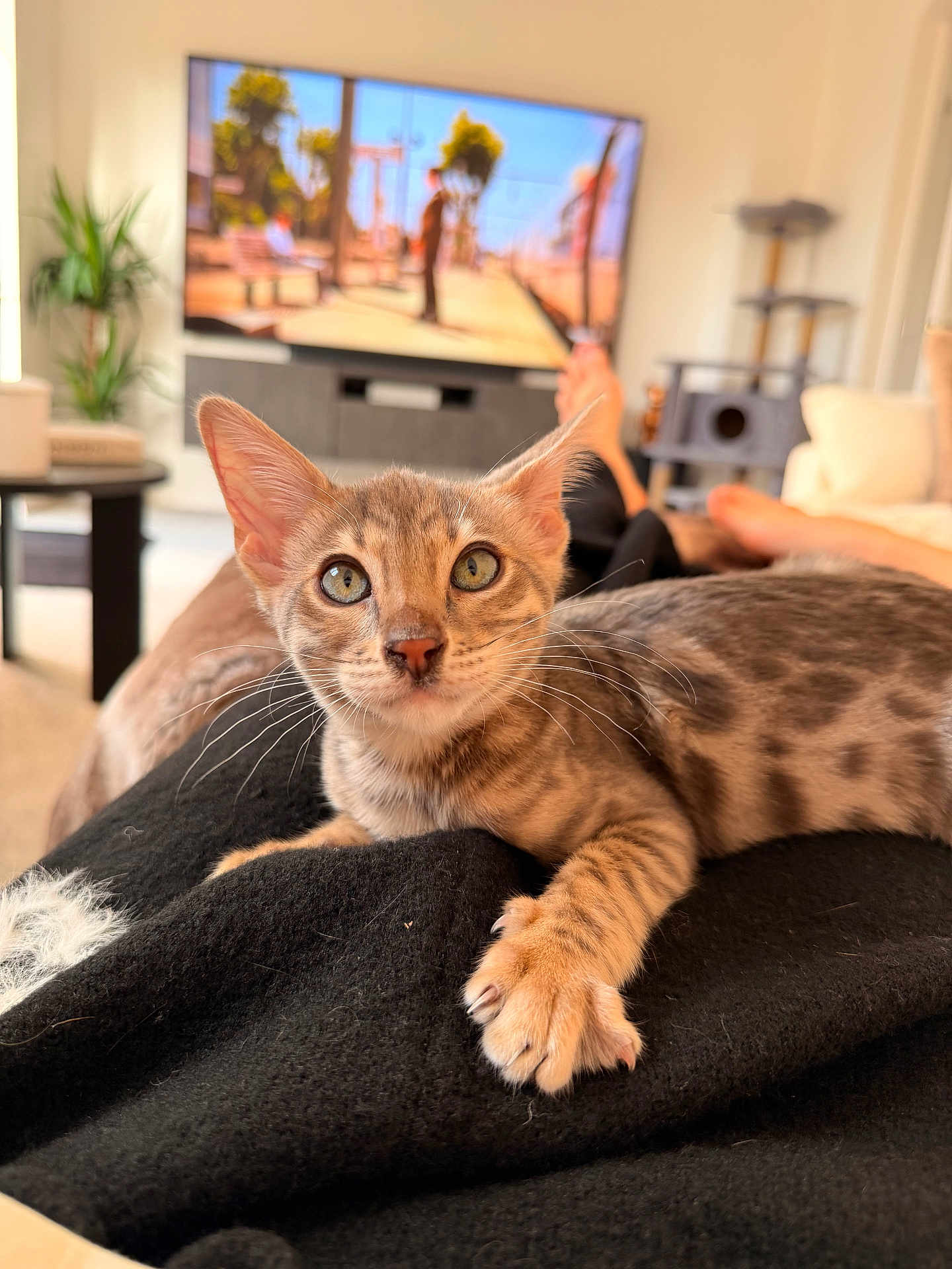 Luna joined the competition — help win amazing prizes! kitten, cat, pet, indoor, living_room, blanket, feline, curious, lying_down, close_up, whiskers, ears, paw, domestic_animal, cute, relaxing, cozy, home, furniture, television