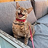 Luna joined the competition — help win amazing prizes! animal, cat, collar, cushion, ears, feline, fur, gray, happy, leash, mouth_open, outdoor, pet, playful, sitting, sofa, tabby, teeth, whiskers, wooden_fence