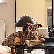 Luna is registered to the contest to win money with this photo: animal, book, cat, couch, cozy, decor, domestic_cat, furniture, indoor, lamp, living_room, mirror, modern, person, pet, reflection, relaxing, resting, spotted_cat, table