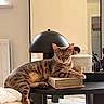 animal, book, cat, couch, cozy, decor, domestic_cat, furniture, indoor, lamp, living_room, mirror, modern, person, pet, reflection, relaxing, resting, spotted_cat, table