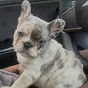 Tru joined the competition — help win amazing prizes! adorable, animal, blue_eyes, car, companion, cute, dog, domestic_animal, ears, french_bulldog, fur, indoors, looking, pet, portrait, puppy, seat, sitting, small, young