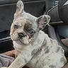 adorable, animal, blue_eyes, car, companion, cute, dog, domestic_animal, ears, french_bulldog, fur, indoors, looking, pet, portrait, puppy, seat, sitting, small, young