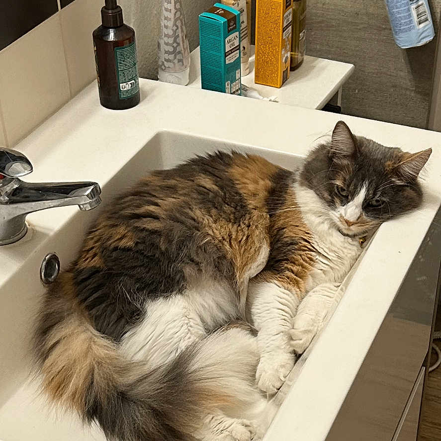 Stephane Bayle participe au concours pour gagner de l'argent avec cette photo : animal, basin, bathing, bathtub, brush, cabinet, cat, device, doublesink, indoors, interiordesign, kitten, manx, person, pet, sink, sinkfaucet, tap, tool, tub