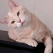 Buckey joined the competition — help win amazing prizes! animal, beige_cat, cat, closeup, curious, cute, domestic_cat, ears, feline, fur, household, indoor, looking, mammal, paw, pet, relaxed, resting, tilted_head, whiskers