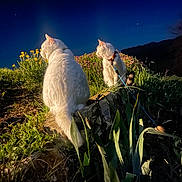 Coton Et Candy a rejoint le concours — aidez-le/la à gagner de superbes lots ! cat, white_cat, night, outdoor, grass, flowers, plants, animal, nature, sky, starry_sky, pet, fur, leash, collar, hill, wildflowers, illuminated, two_animals, sitting