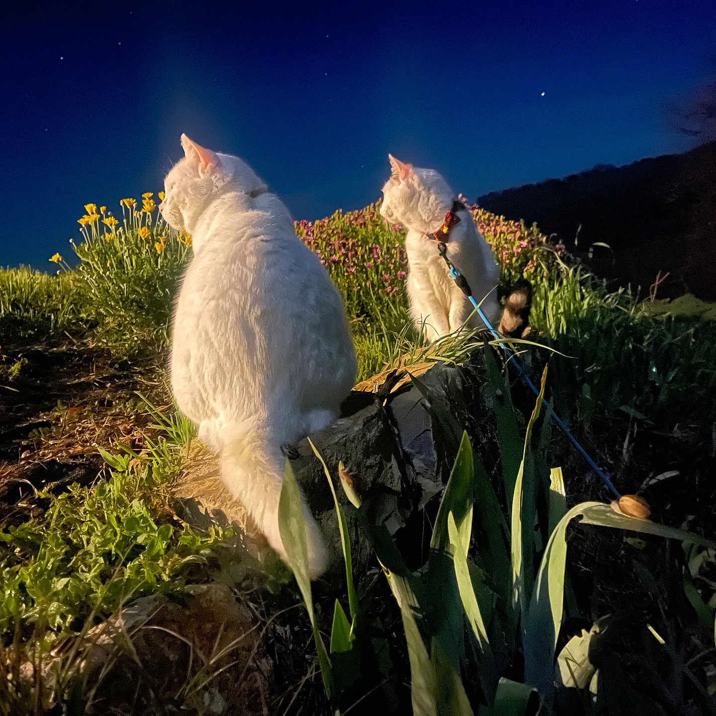 Coton Et Candy